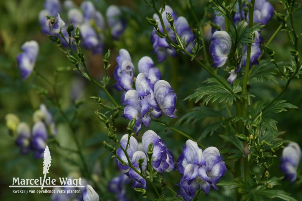 Aconitum x cammarum Bicolor