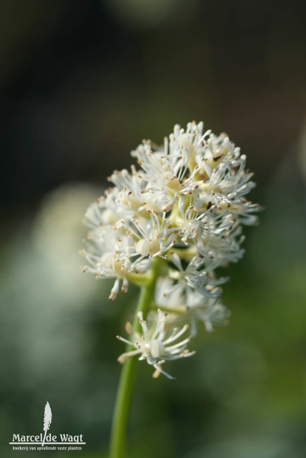 Actaea pachypoda Misty Blue