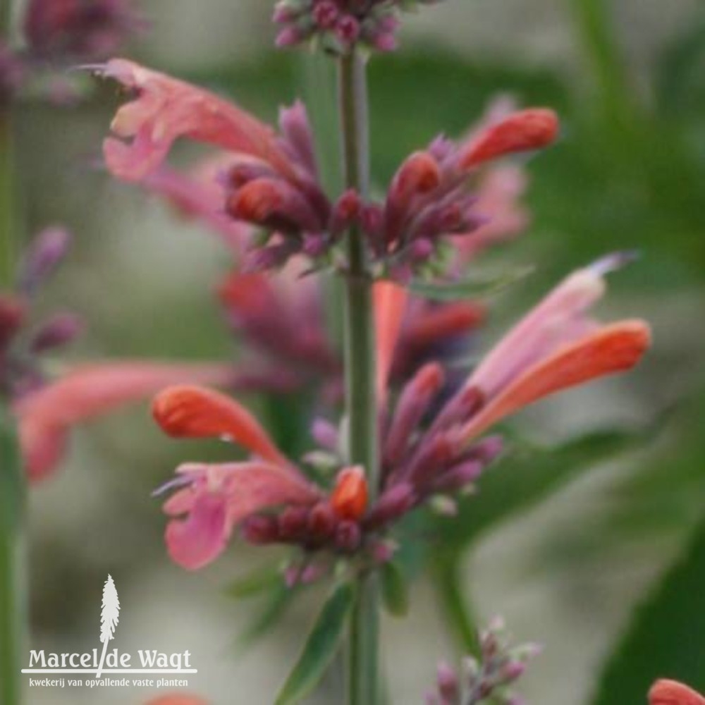 Agastache Tangerine Dream