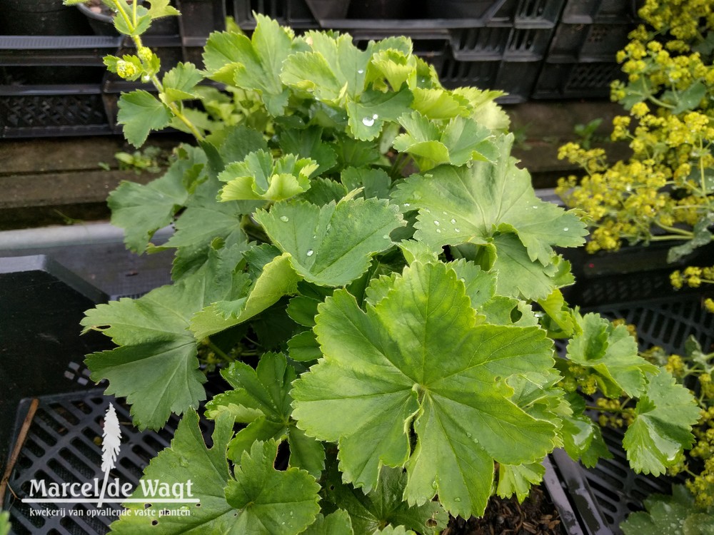 Alchemilla japonica (coll. China)