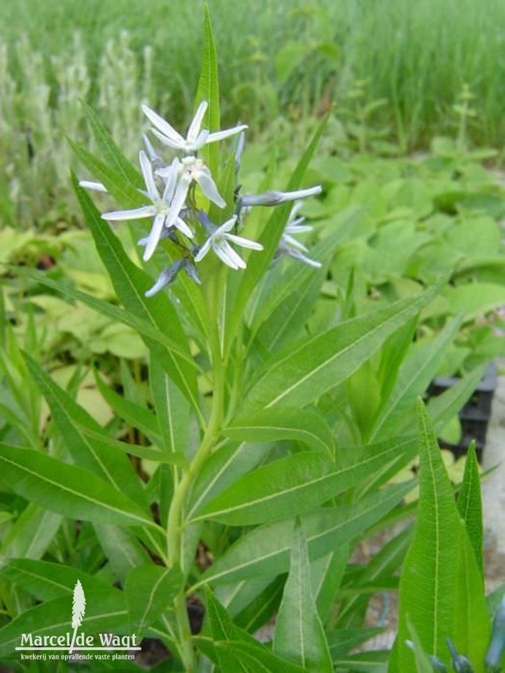 Amsonia tabernaemontana Blue Star