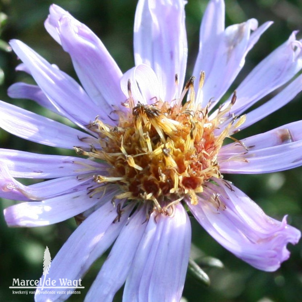 Aster laevis Arcturus