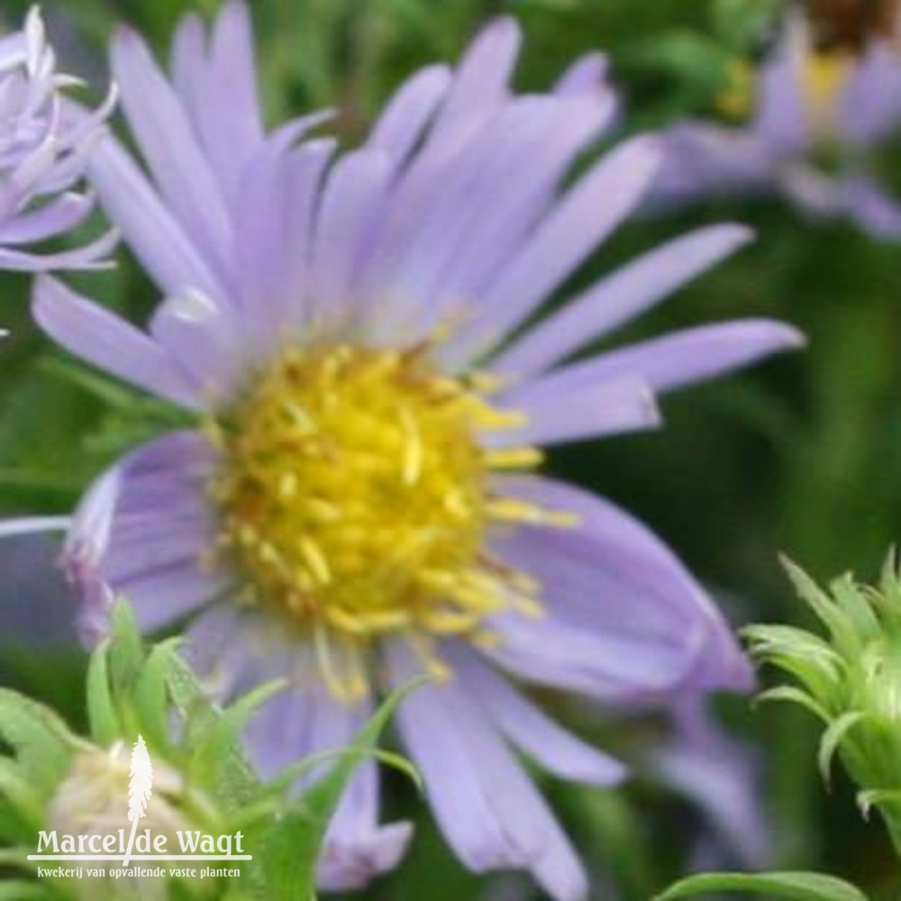 Aster puniceus