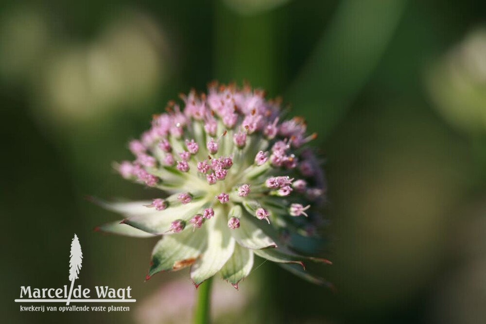 Astrantia major Buckland