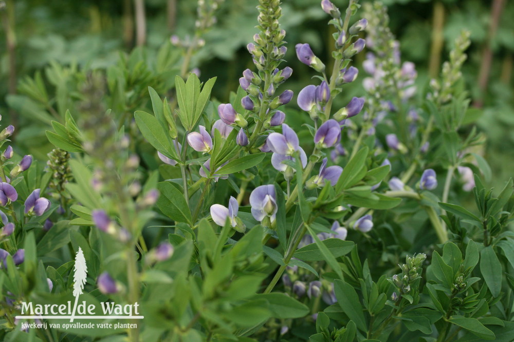 Baptisia Starlite Prairieblues