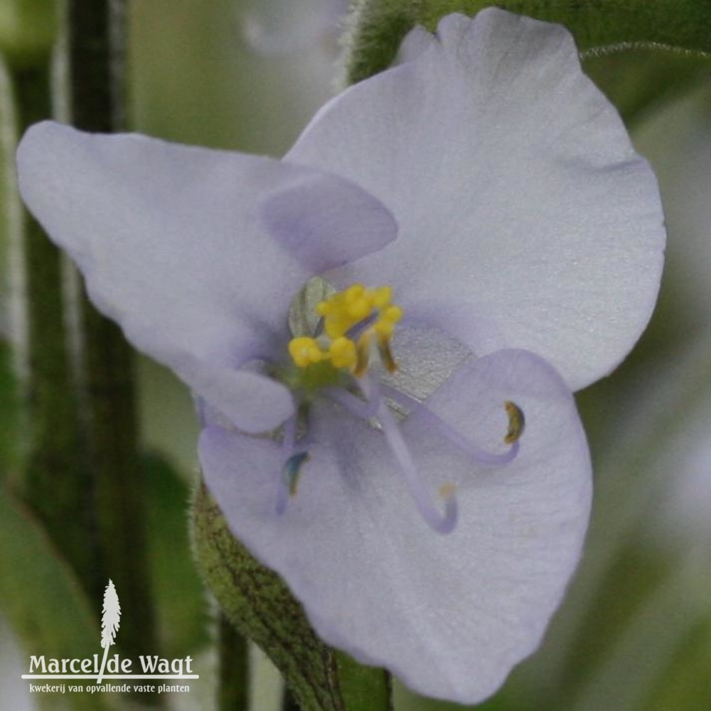 Commelina coelestis