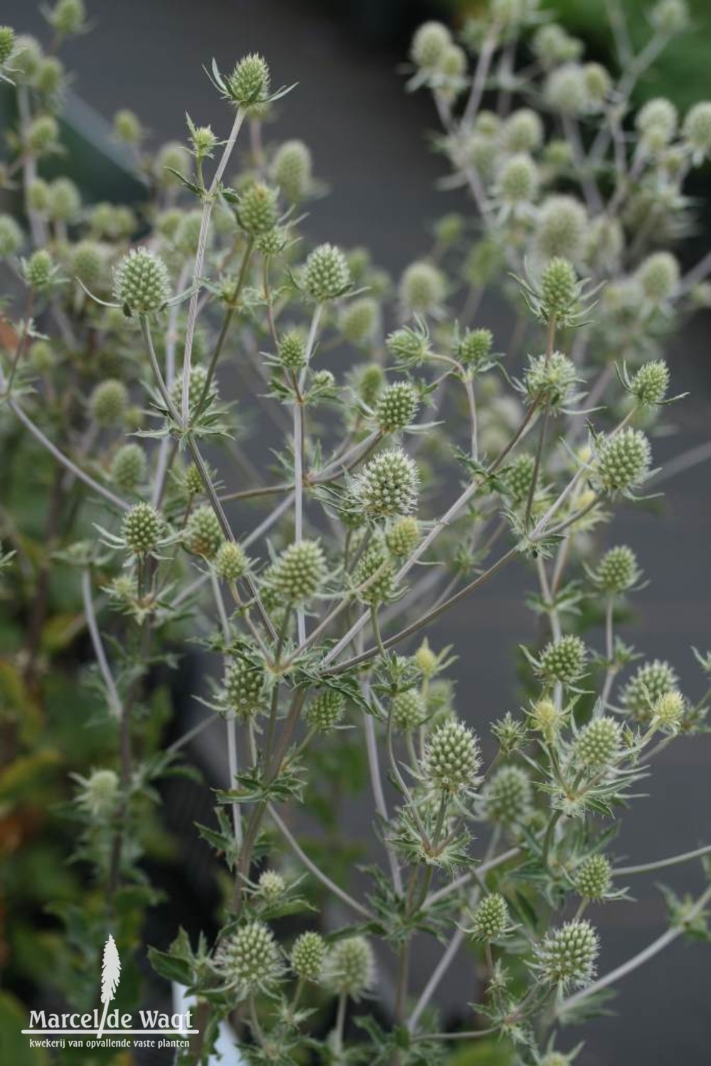 Eryngium planum Silver Salentino