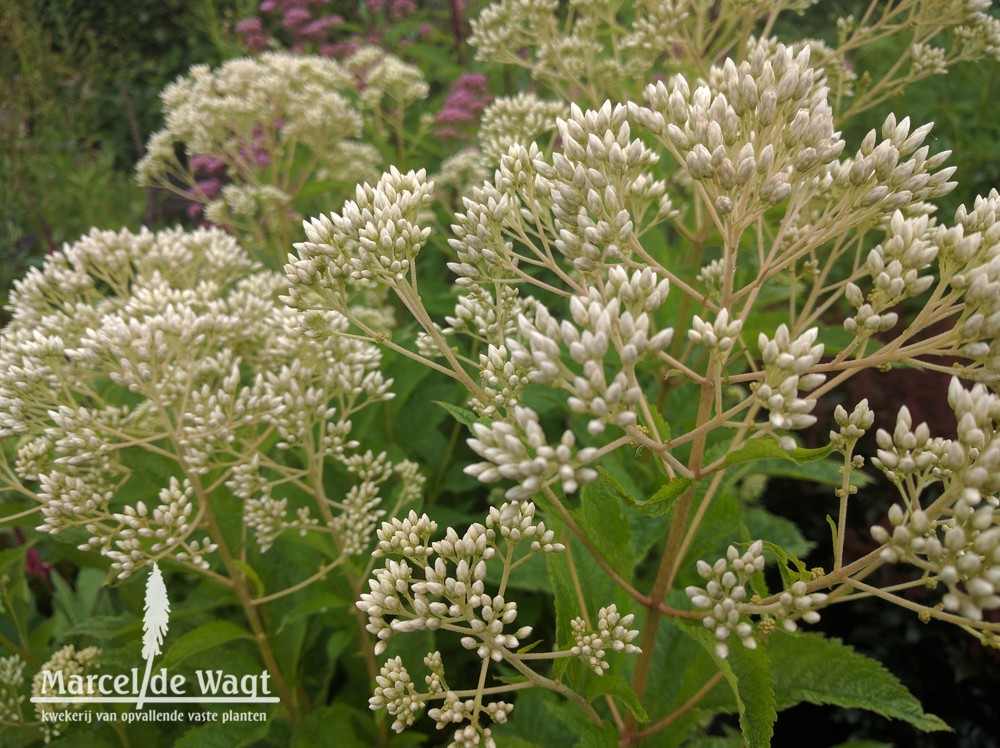 Eupatorium purpureum Bartered Bride