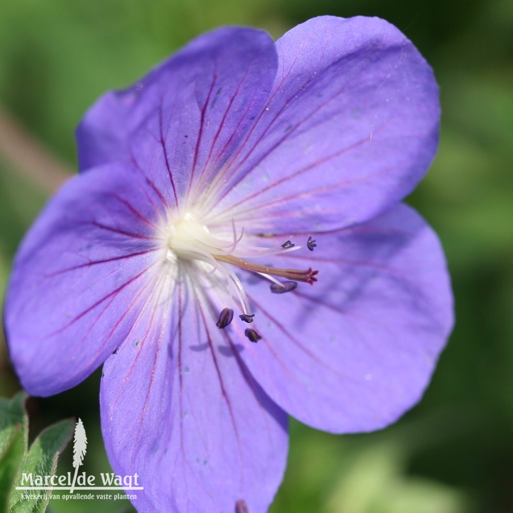 Geranium Brookside