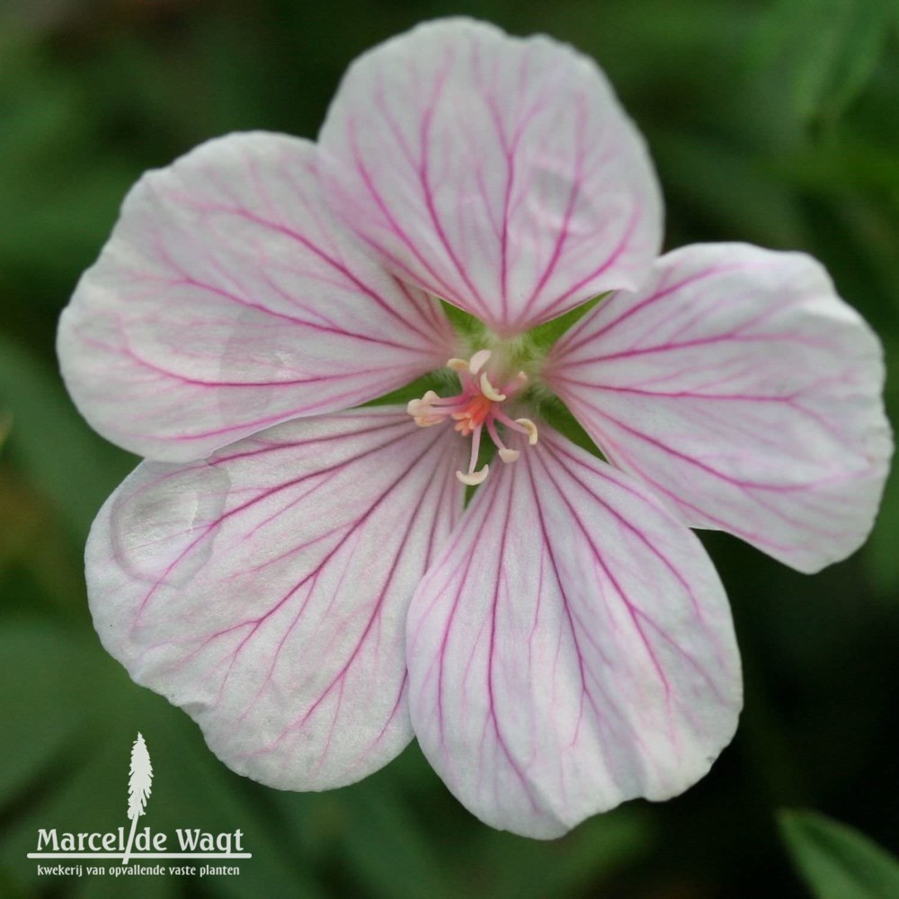 Geranium sanguineum Pink Pouff