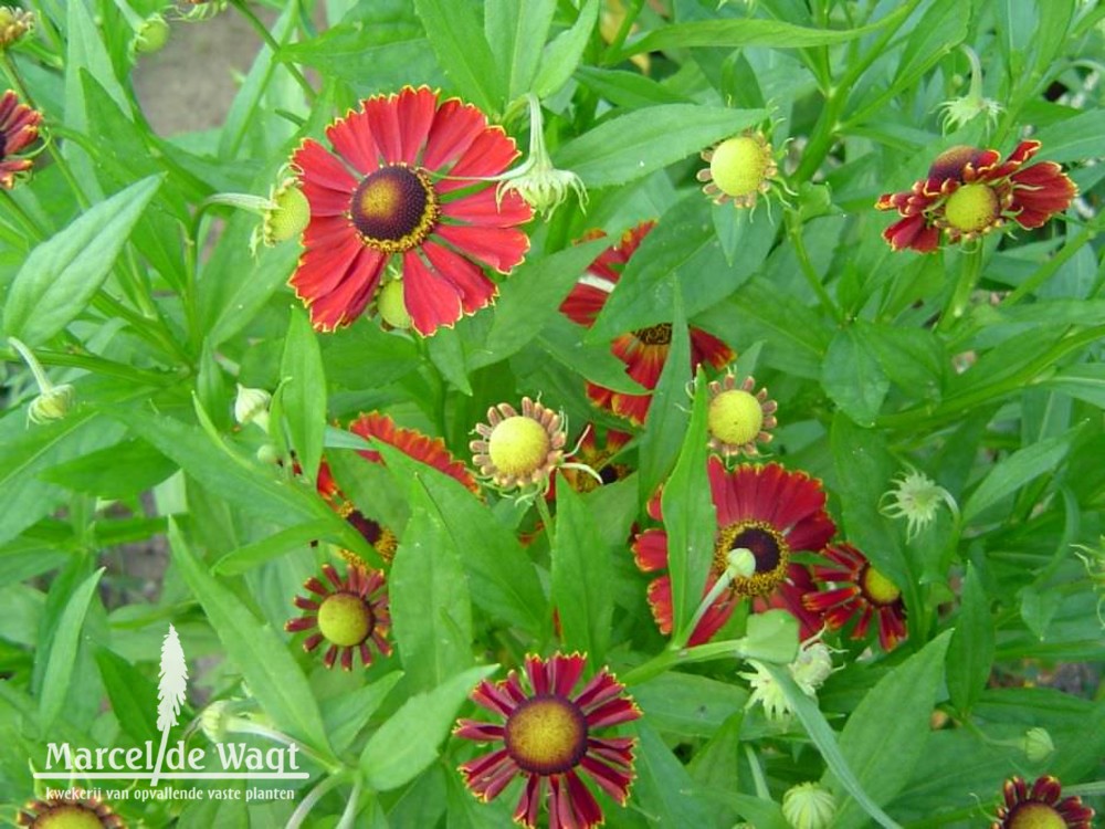 Helenium Potters Wheel