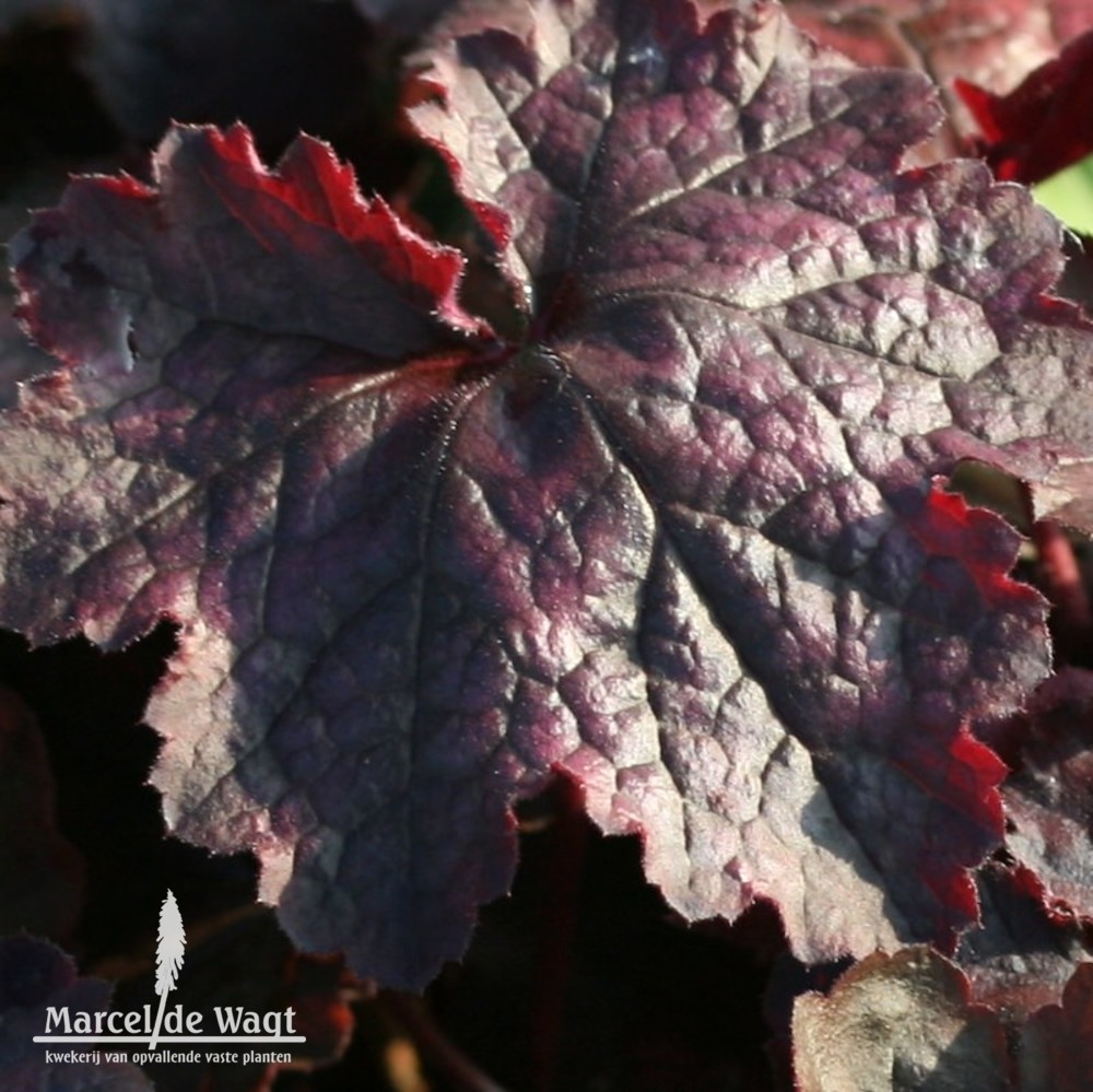 Heuchera Magnum