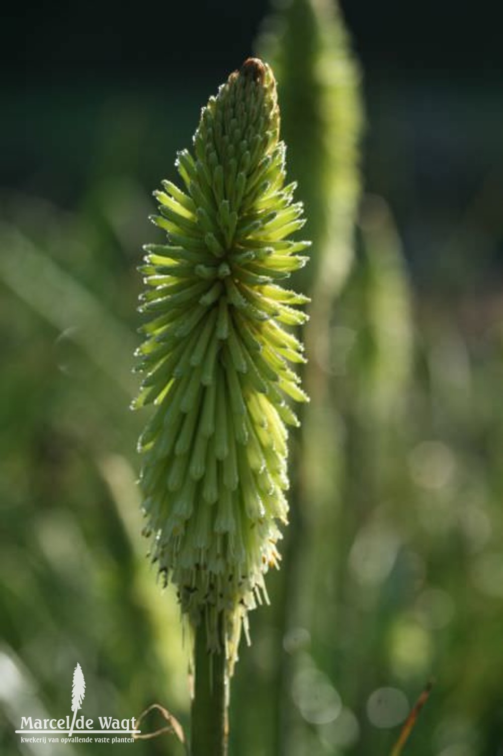 Kniphofia Green Jade