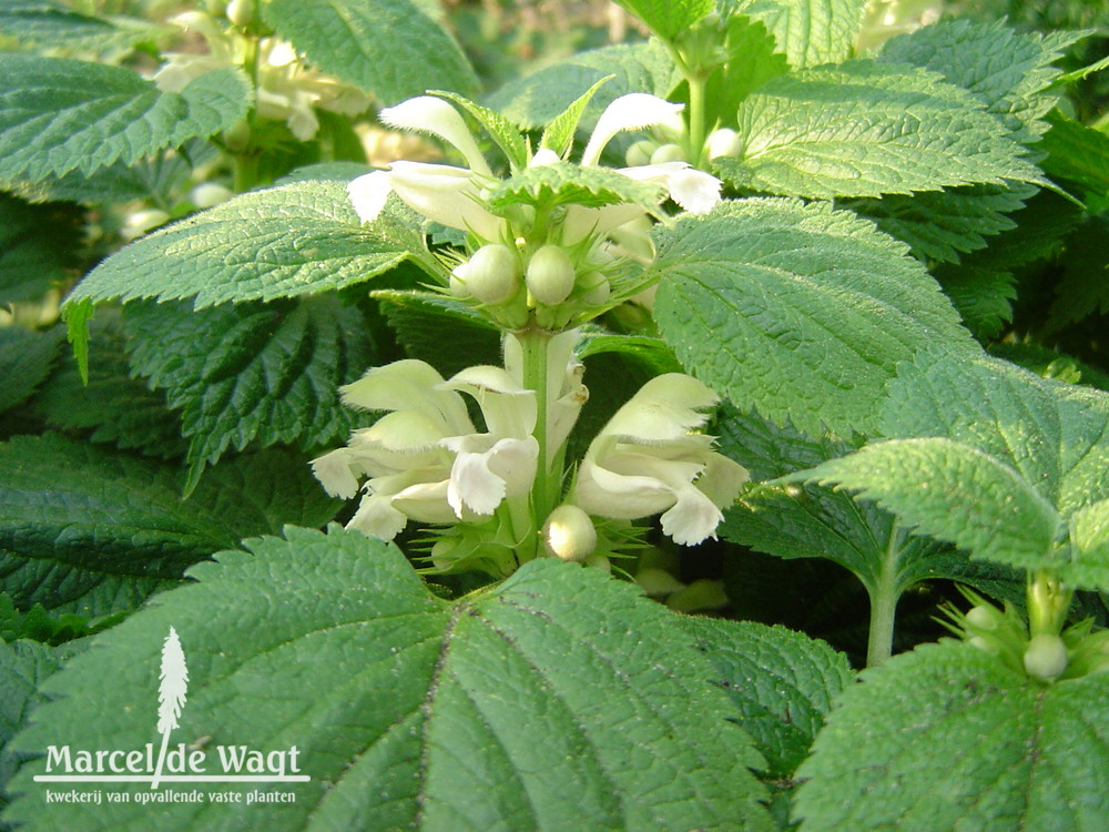 Lamium orvala Album