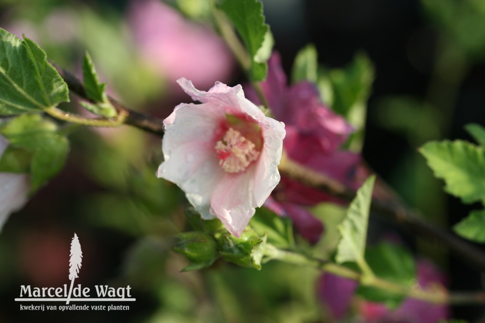 Lavatera Barnsley