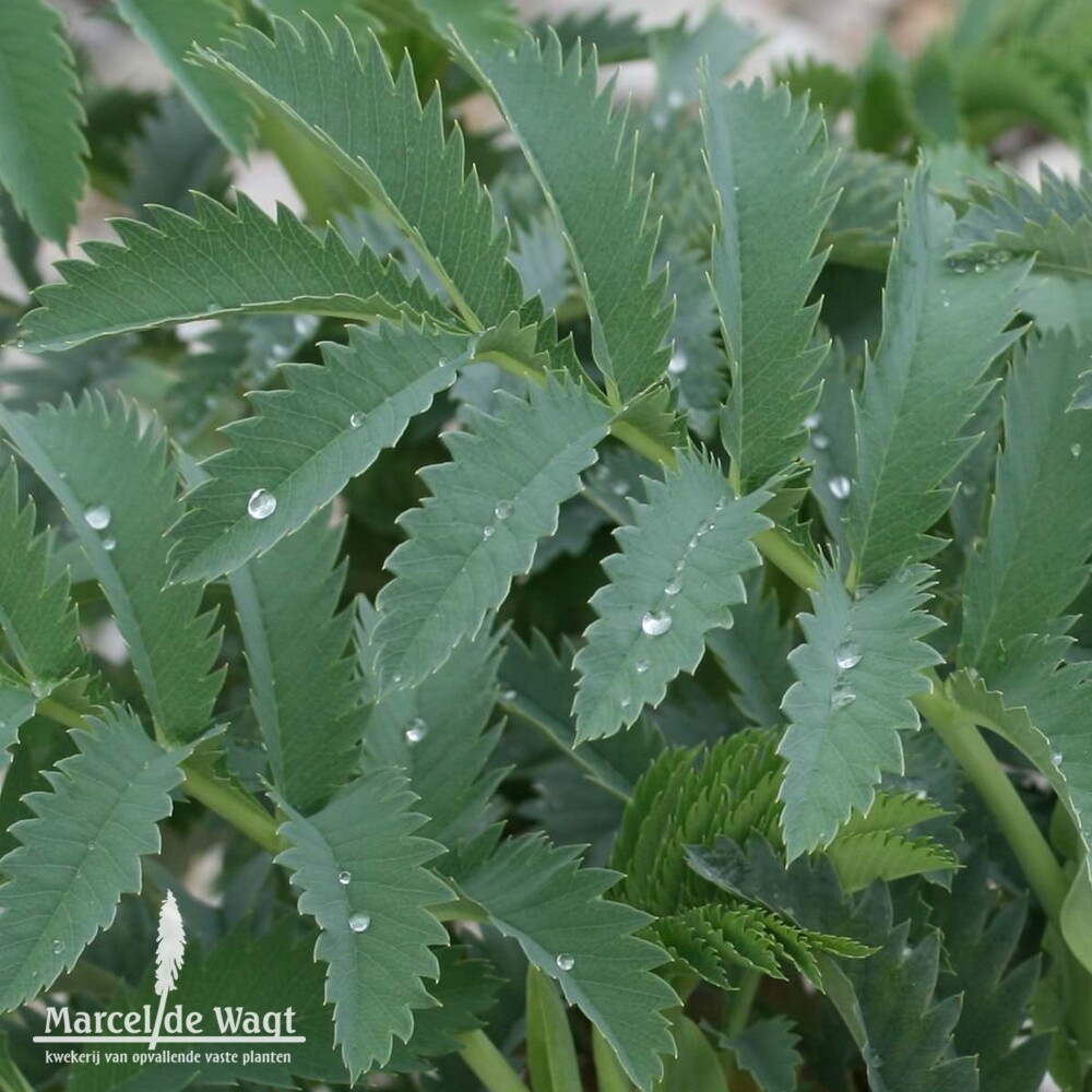 Melianthus major