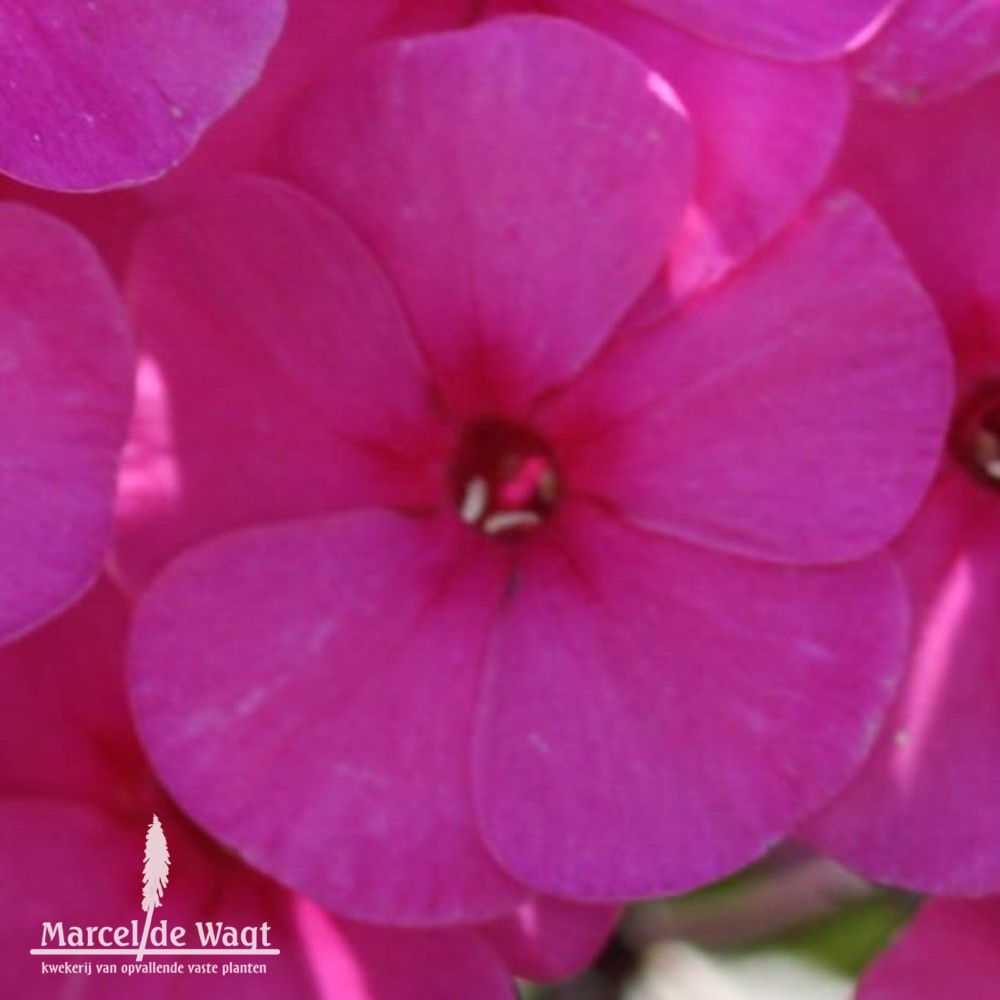 Phlox paniculata Cardinal