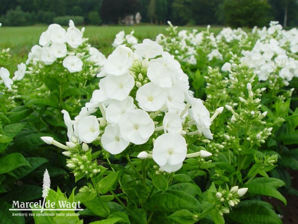 Phlox paniculata Danielle