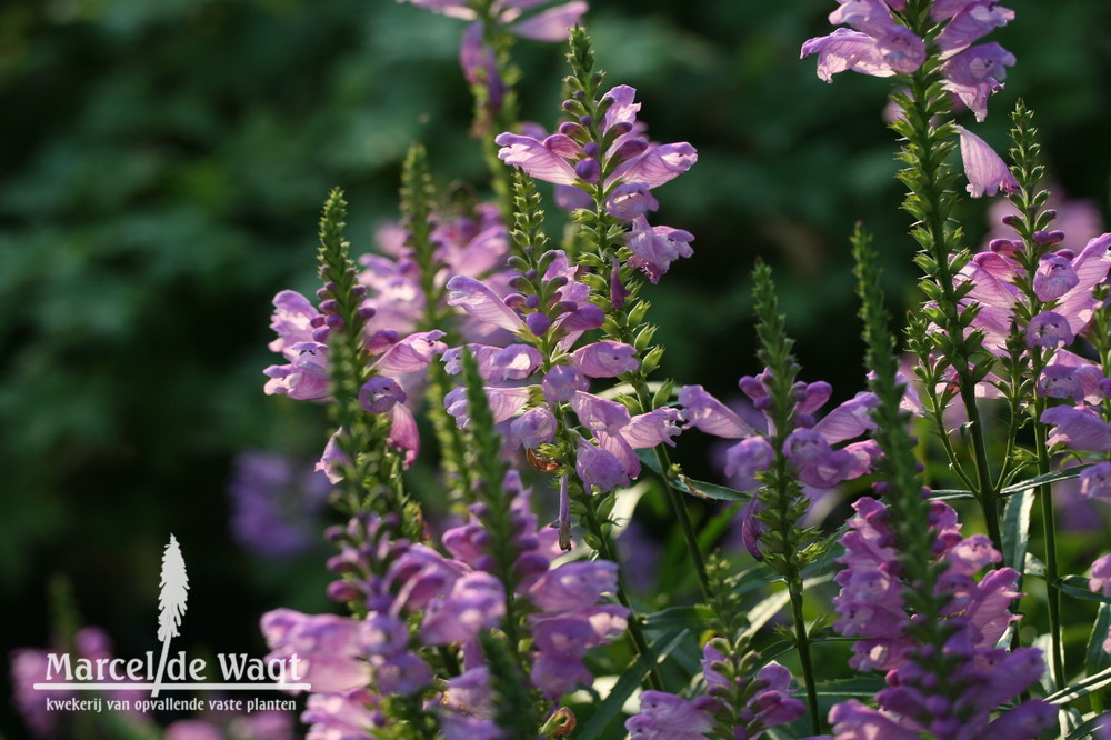 Physostegia virginiana Vivid