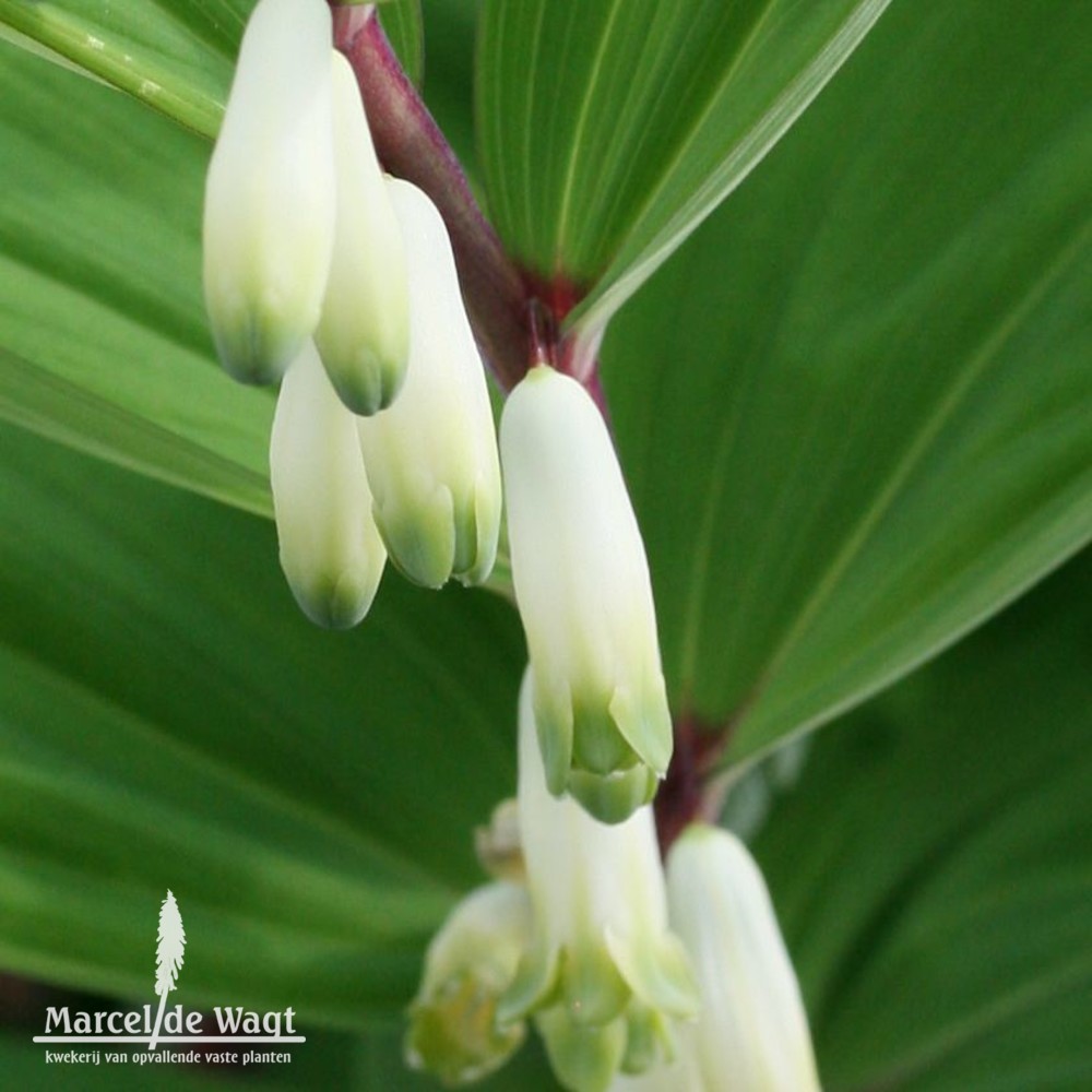 Polygonatum Red Stem