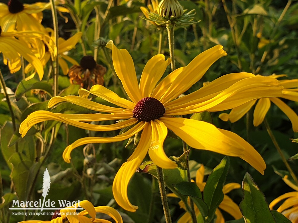 Rudbeckia subtomentosa Loofahsa Wheaten Gold