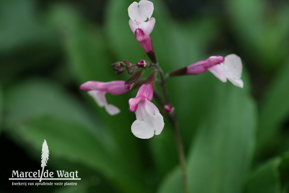 Salvia greggii Icing Sugar