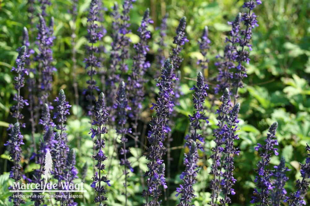 Salvia speciosa Mystic Spires Blue