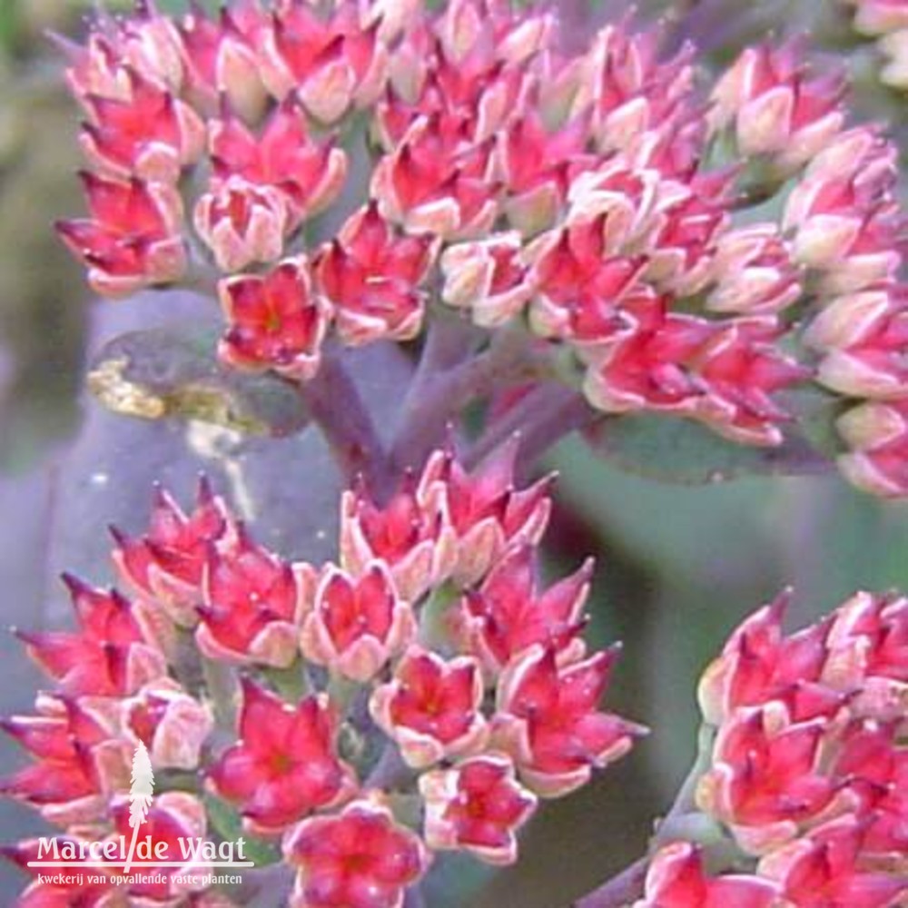 Sedum Red Cauli