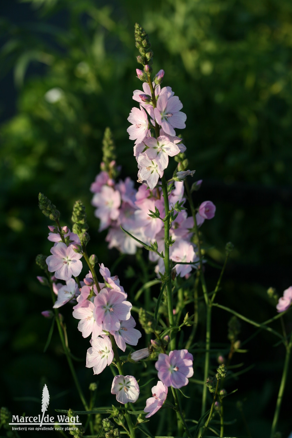 Sidalcea Sussex Beauty