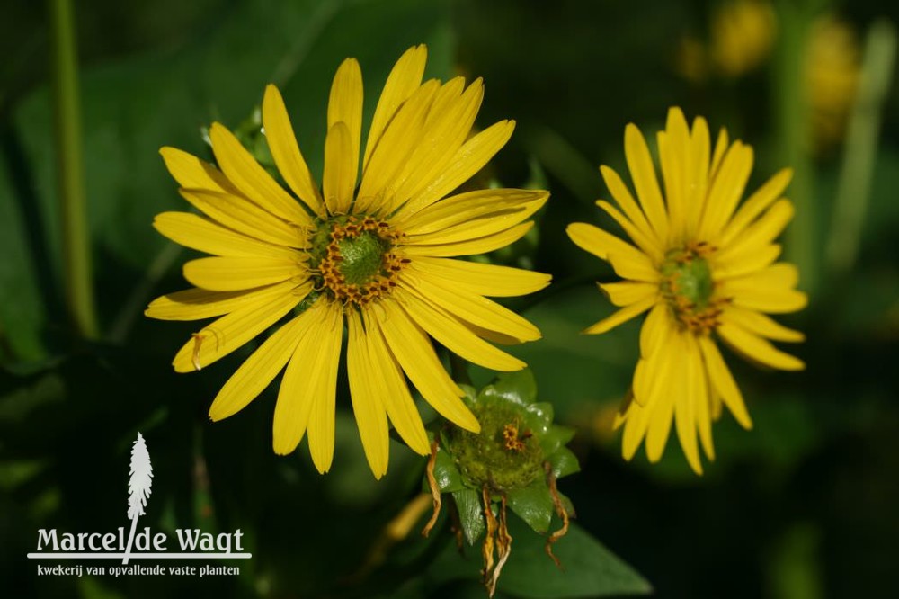 Silphium perfoliatum