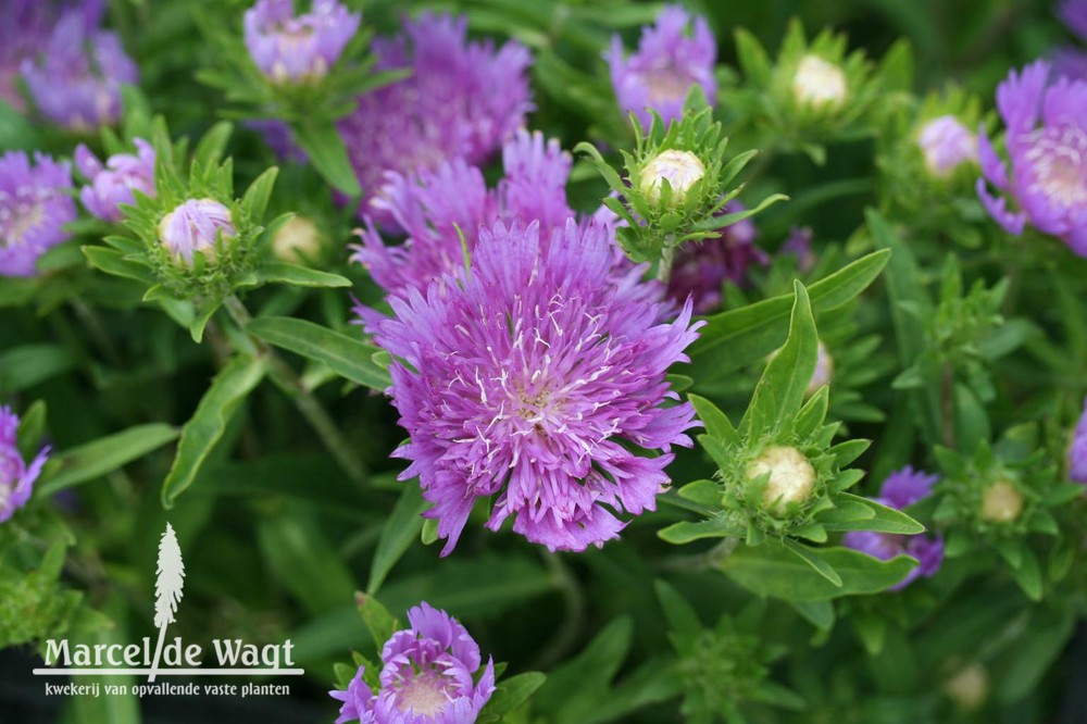 Stokesia Purple Parasols