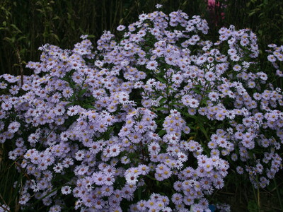 Aster Vens Automne